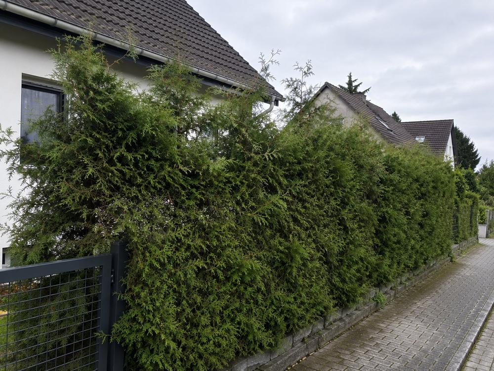 Thuja Hecke überwachsen vorher