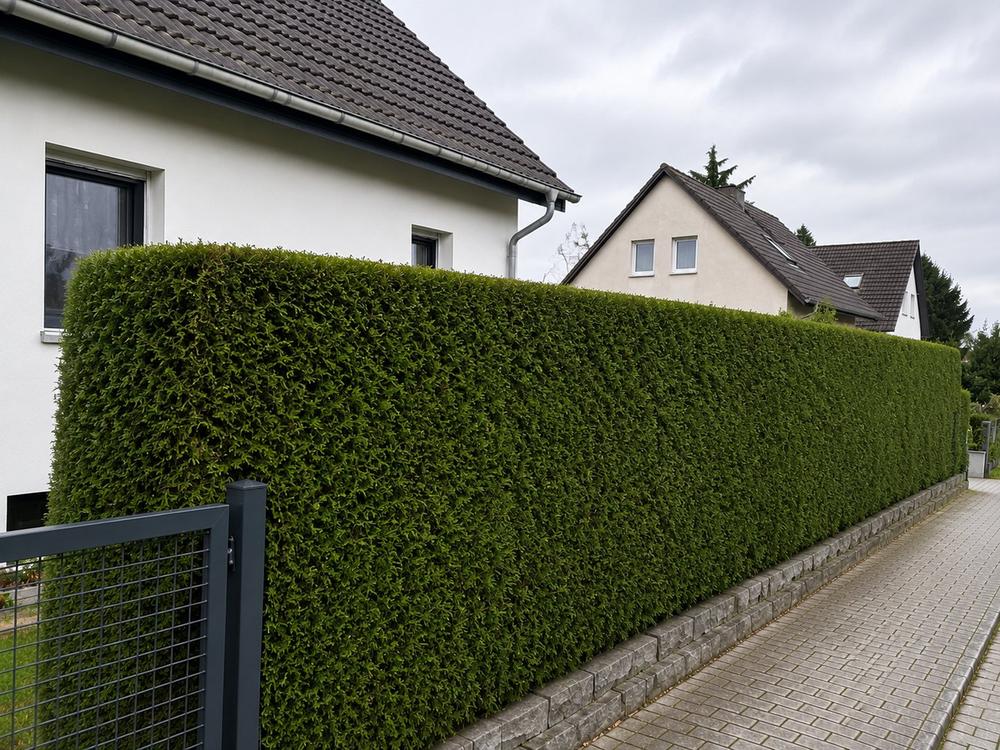 Thuja Hecke geschnitten nachher