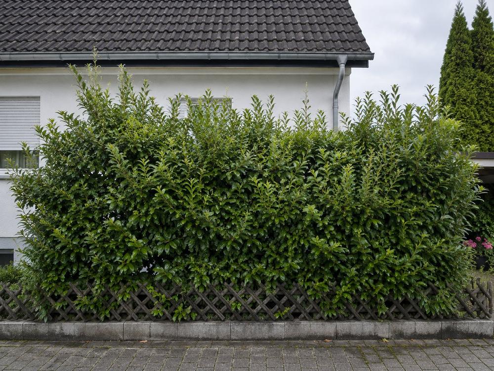 Kirschlorbeer unordentlich vorher