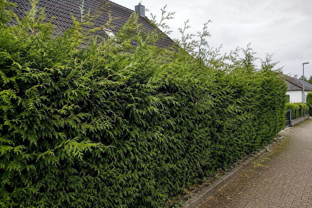 Lange Hecke vorher