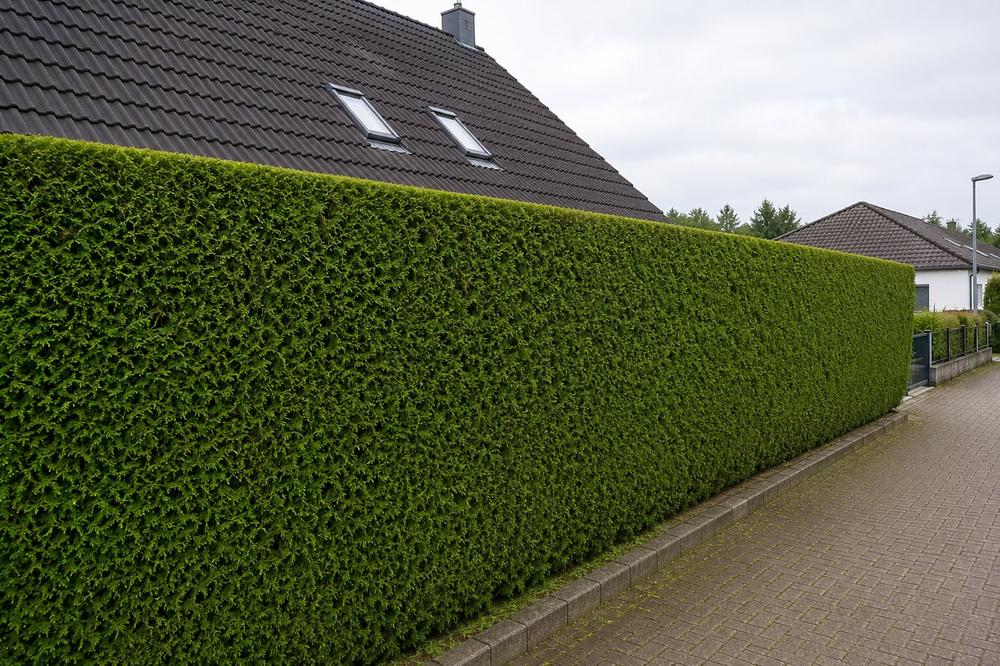 Lange Hecke geschnitten nachher